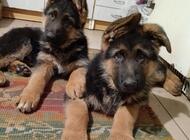 Grajewo ogłoszenia: Witam. Mam do zaoferowania szczenięta owczarki niemieckie... - zdjęcie