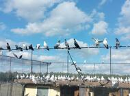 Grajewo ogłoszenia: Sprzedam gołębie widoczne na zdjęciach. Możliwość sprzedaży... - zdjęcie