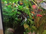 Grajewo ogłoszenia: Witam. Sprzedam 2 skalary wymiary ok. 15cm. 40zl za dwie sztuki. - zdjęcie