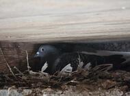 Grajewo ogłoszenia: Witam!
Likwiduje gołębnik. Sprzedam wszystkie sztuki od razu.... - zdjęcie