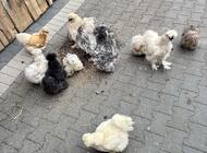 Grajewo ogłoszenia: 