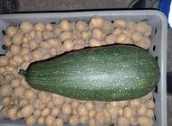 Grajewo ogłoszenia: Sprzedam
Buraki czerwone 2 zł kg
Ziemniaki catania ,stokrotka... - zdjęcie