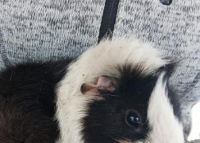 Grajewo ogłoszenia: Sprzedam świnki morskie dwa samce (dwie sztuki 100zl)
663642141