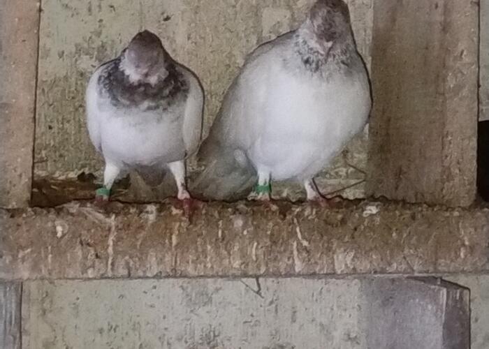 Grajewo ogłoszenia: Witam sprzedam 10 budapesztów